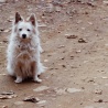Анастасия Скачкова. «puppy»